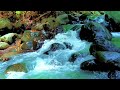 Flowing River White Noise 🌊 Relax Your Mind and Fall Asleep Fast