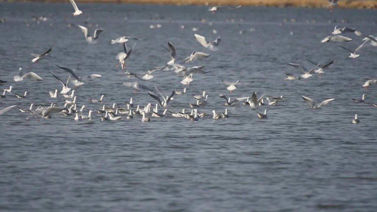 slender billed gull flock fishing