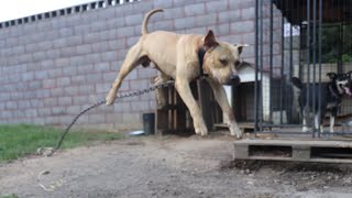 My Bully’s ARE Game Breed 🤬 Extremely Game But Well TRAINED😈💯💯MarcosTVG aka Mufasa Kennels screenshot 4