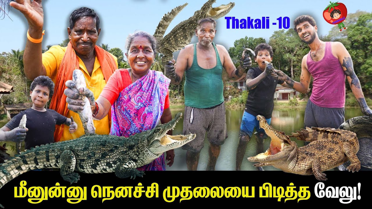 மீனுன்னு நெனச்சி முதலையை பிடித்த   தக்காளி  வேலு!  thakali velu  COMEDY | THAKALI | VELU
