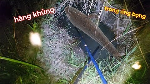 Kích cá lụm hàng khủng núp trong ống bọng khi nước rút cạn | kích cá miền tây 