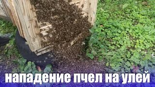 Воровство пчел, как работать на пасеке когда нет взятка нападение пчел на пасеке