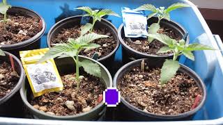 PHENO HUNT 2021 TERROIR ORGANICS THE BIGKUSH  LAT 33 COASTAL CALIFORNIA