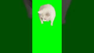 кот и сметана на зеленом фоне