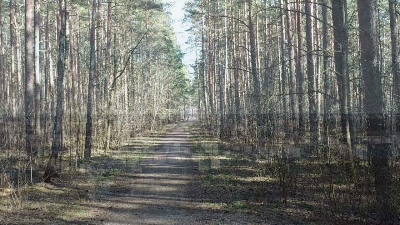 Dreiliņu mežs / Дрейлинский лес