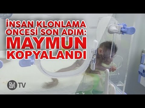 İnsan klonlama öncesi son adım: Maymun kopyalandı