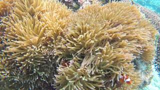 20180302 30 Malaysia Big Perhentian Island 021