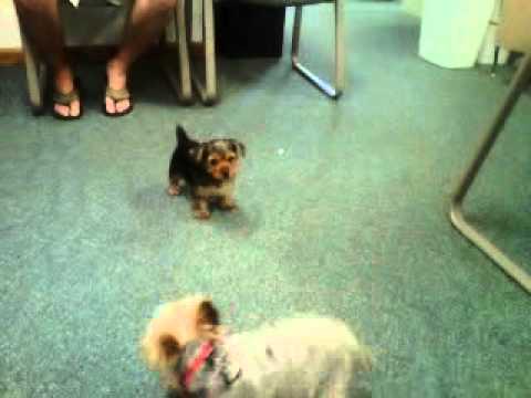 puppy paradise Brody and Miley playing together