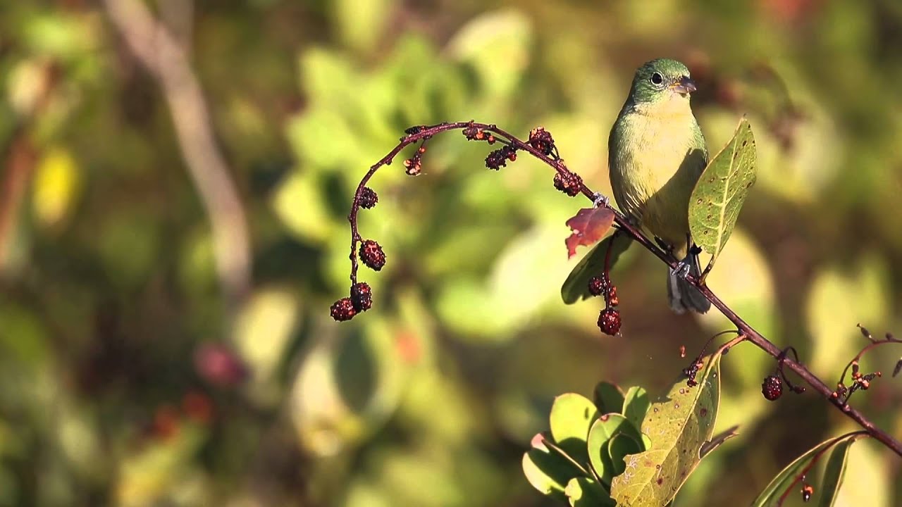 Female Painted Bunting YouTube