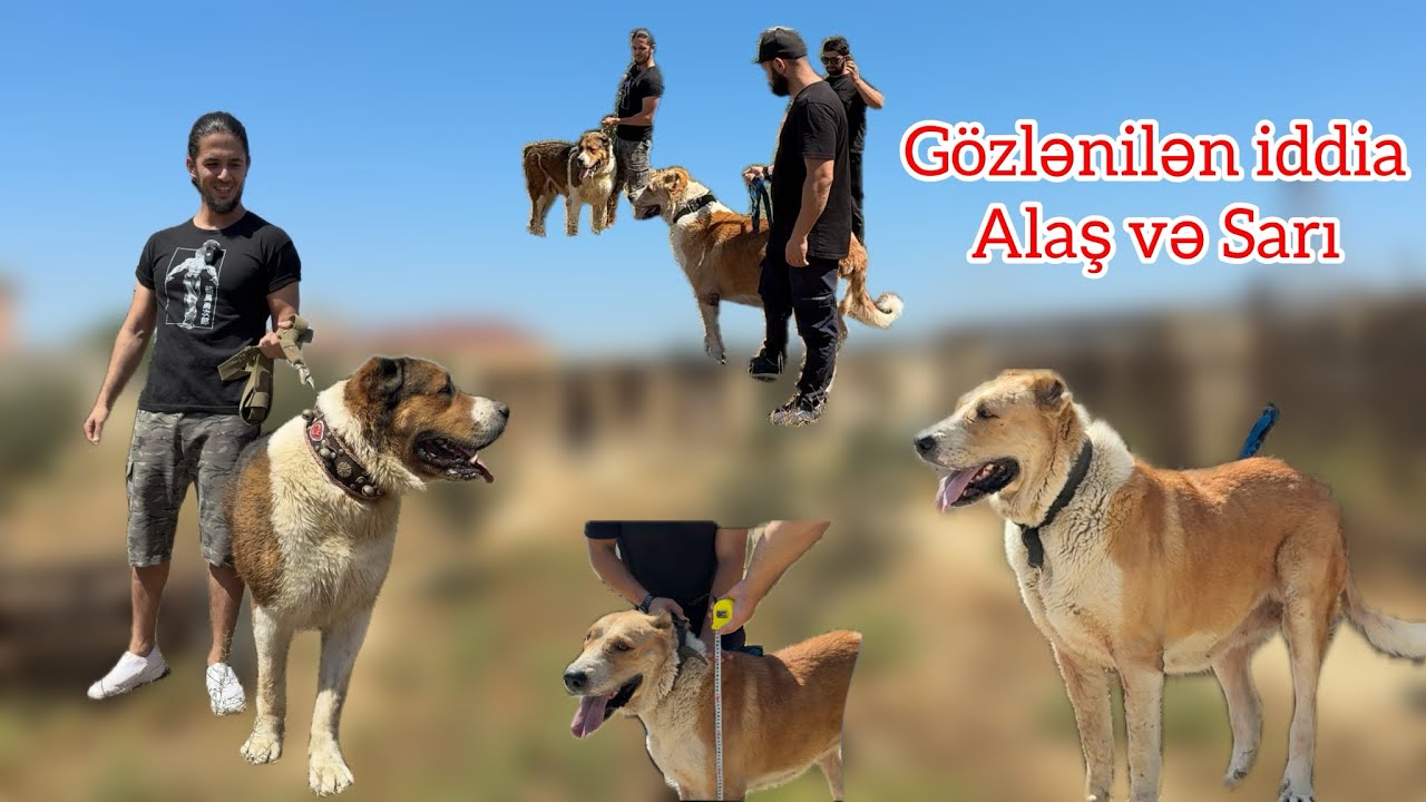 Ən İri Dişi İddiası! XL Dogs vs İtbazlar Azərbaycan | Qalib Kim Oldu?