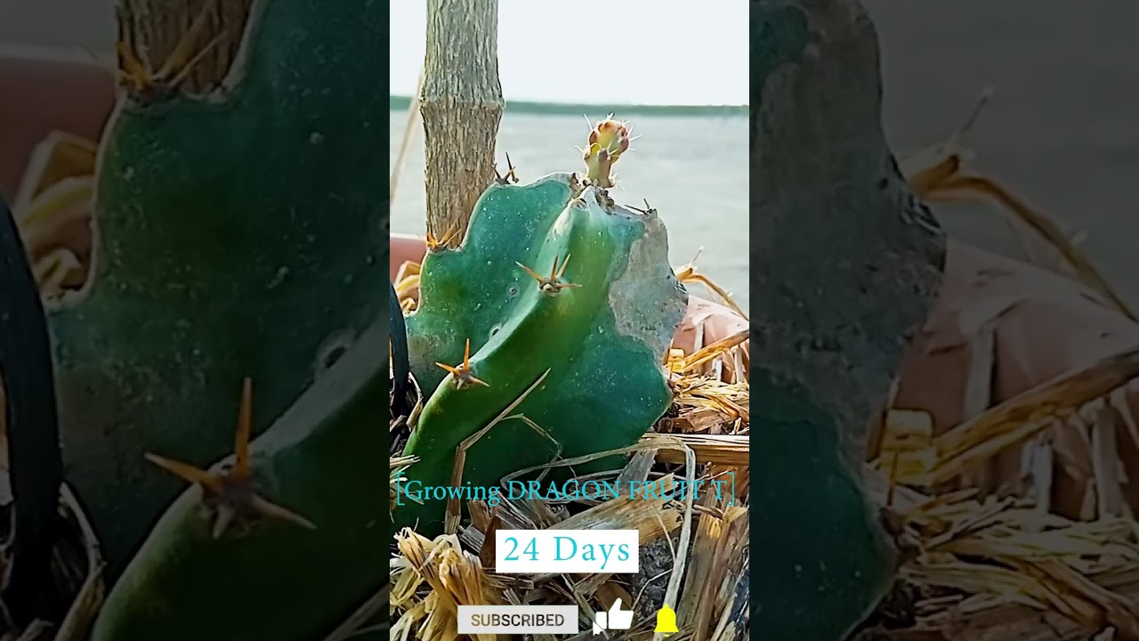 DRAGON FRUIT || Growing Time Lapse || 24days