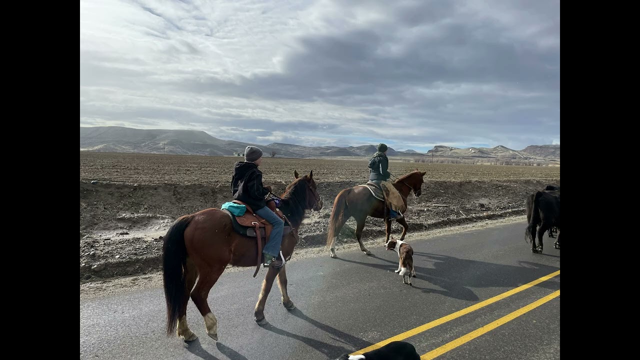 Clayton and Sadie’s first Cattle Drive! | Vlog