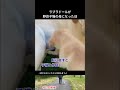 ラブラドールが野良猫の母親になった日 #保護猫