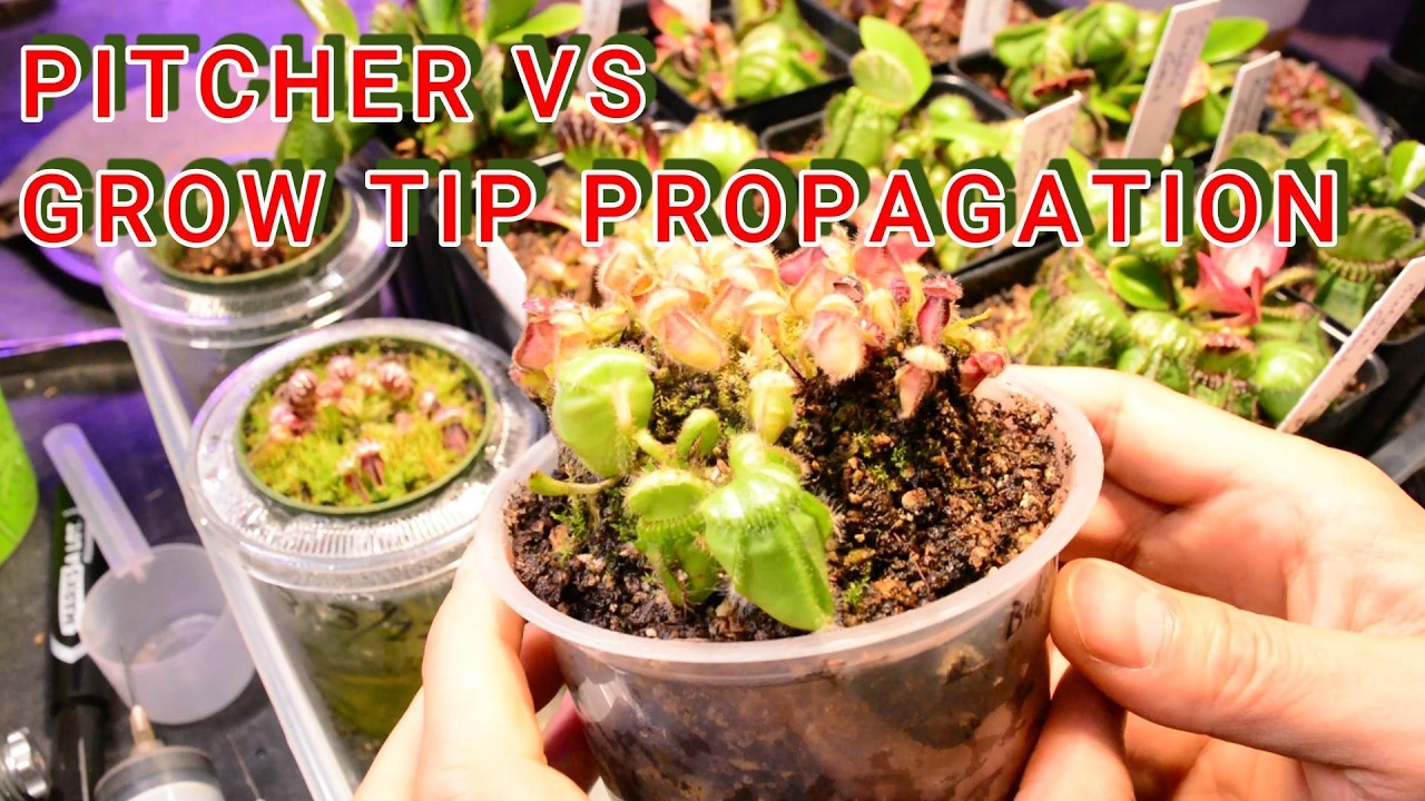 Pitcher vs Grow Tip Propagation
