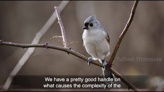 The Vocal Complexity of Birds | Kathryn Sieving, Ecologist