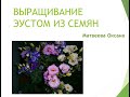 Выращивание эустом из семян. Посев, уход, полив, подкормки, сбор своих семян. Матвеева Оксана