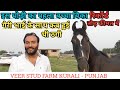 इस घोड़ी का पहला बच्चा बिका रिकॉर्ड तोड़ कीमत में -Veer Stud Farm Kurali (Punjab)