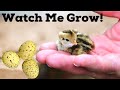 Button quail life cycle  from egg to adult button quail