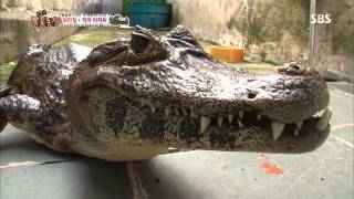 20130825 TV동물농장 #2(11)