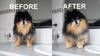 How To Brush a Pomeranian | Brushing My Cute & Funny Dog