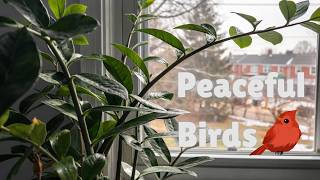 LIVE Bird Sounds & Soft Keyboard Typing | Study With Me Ambient screenshot 5