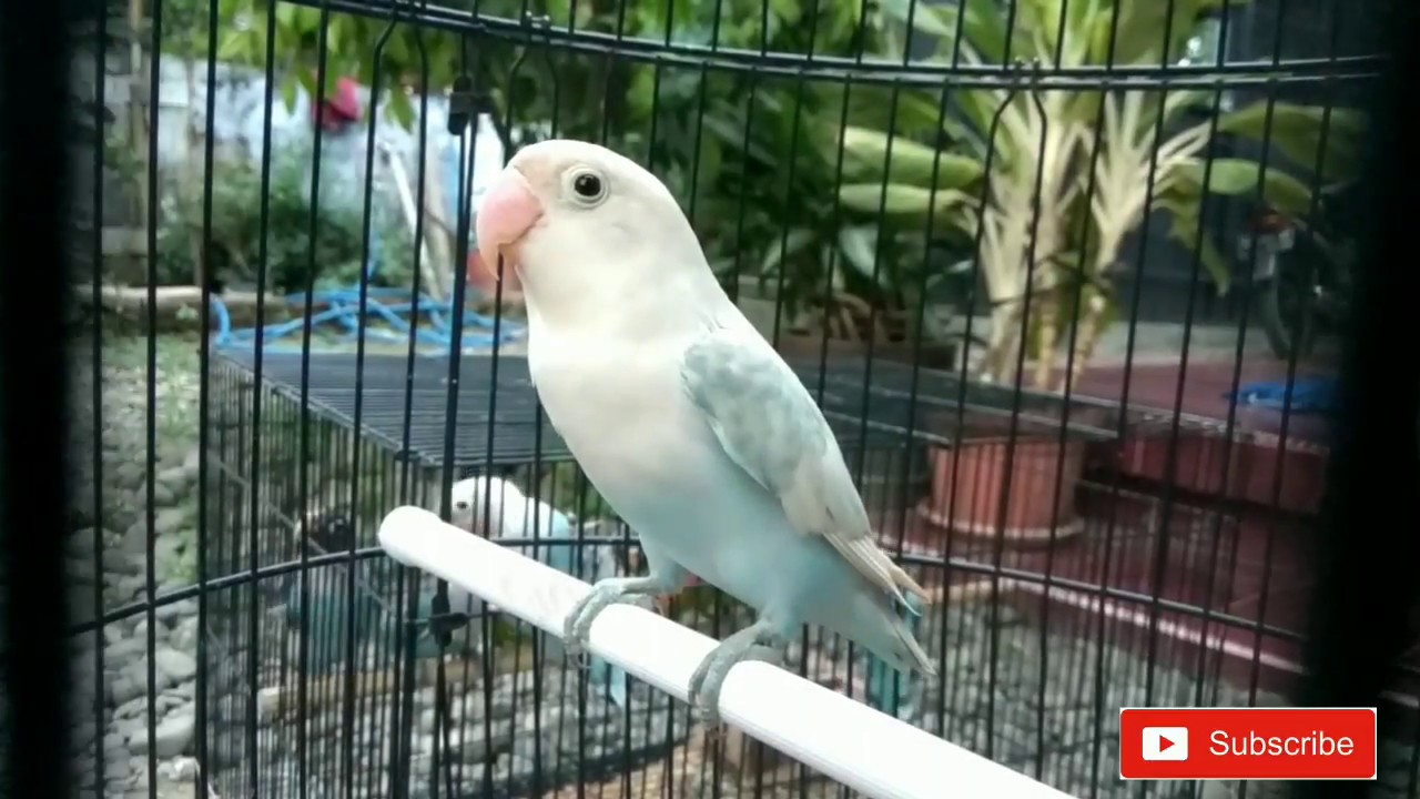  Lovebird  PASTEL  PUTIH Cantik YouTube