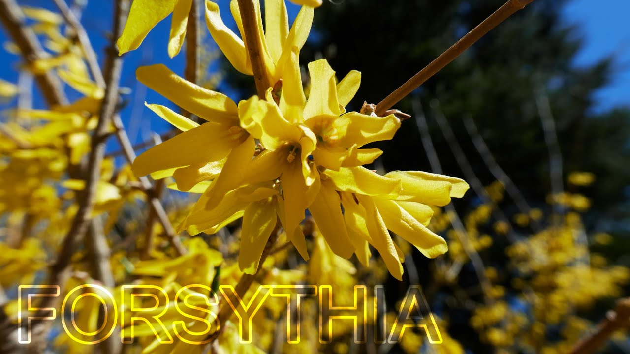 Forsythia Edible Honey & Milk Blossoms forsythia foraging botany