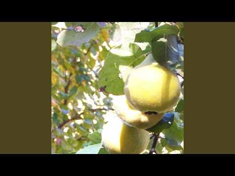 Winter Melon