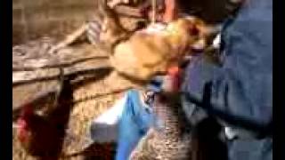 Chickens eatin' peanuts