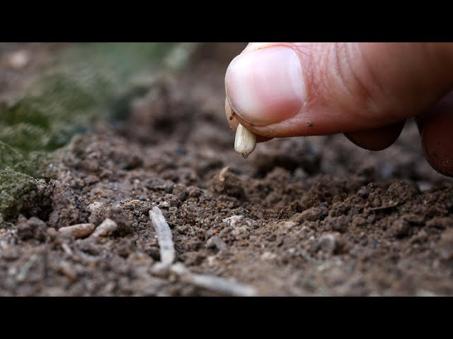 Weekly Mission Video - Sowing Church Seeds | Part 2