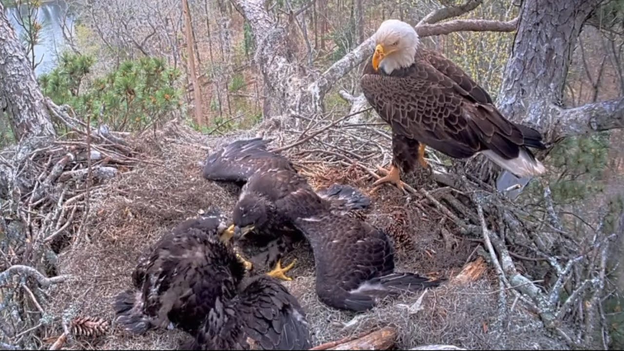 Aggressive E3-O3 brutally attack on E3-O4 | Kisatchie National Forest | Mar 19, 2025