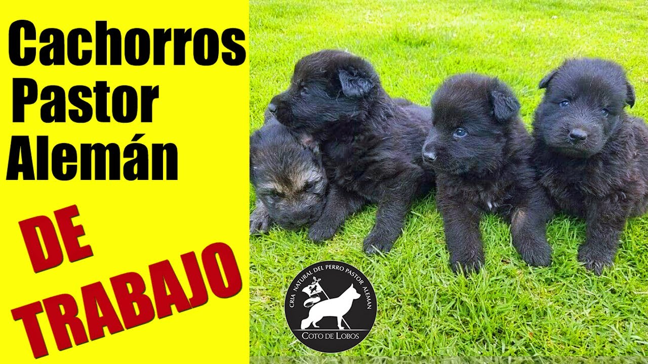 CACHORROS PASTOR ALEMÁN DEL COTO DE LOBOS