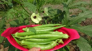 QUIABO FRESQUINHO COM FRANGO