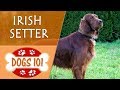 Dogs 101 - IRISH SETTER - Top Dog Facts About the IRISH SETTER の動画、YouTube動画。