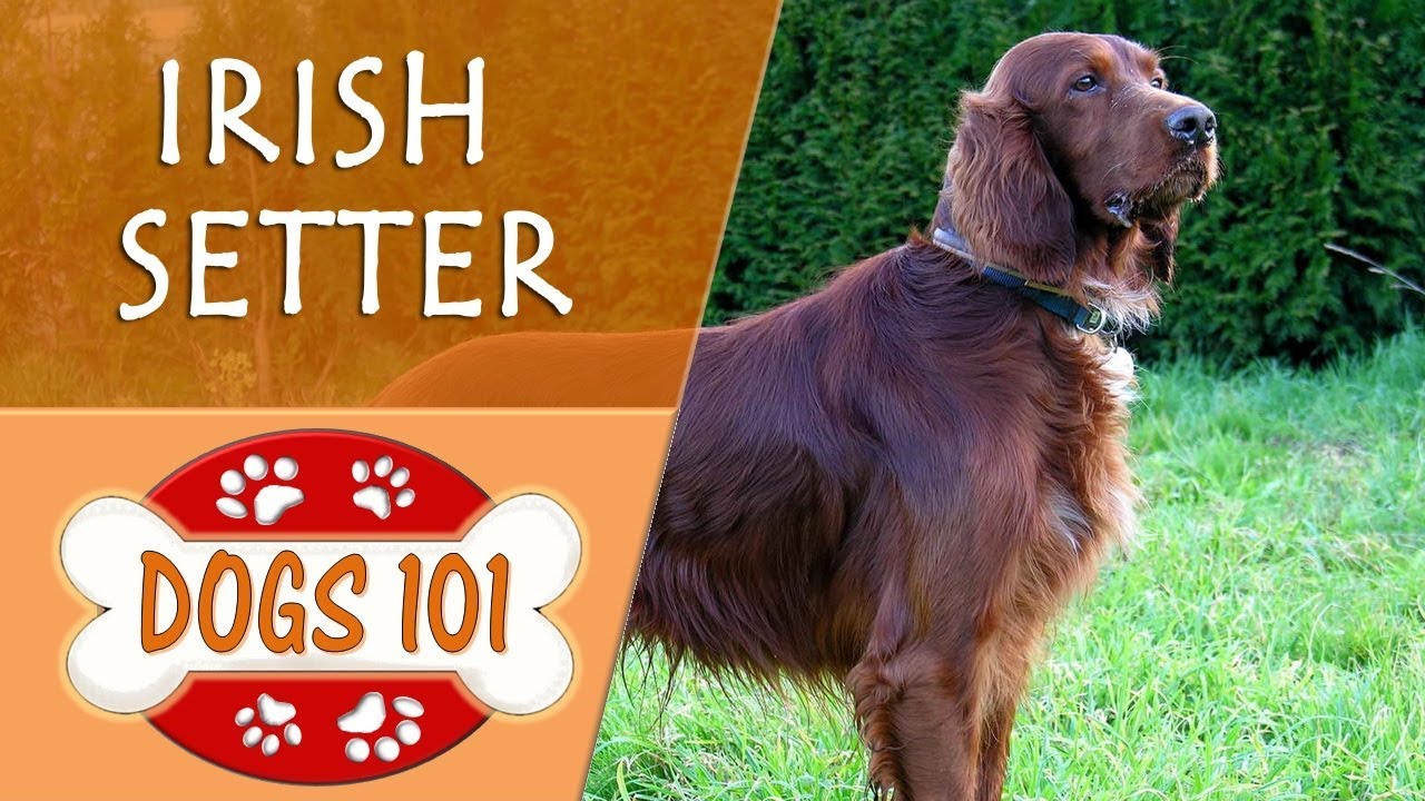 Dogs 101 - IRISH SETTER - Top Dog Facts 