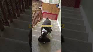 Cute Dog English Springer Spaniel Slow Motion