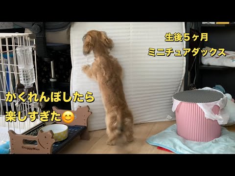 メタボな黃トラさんとダックスのカップル、揚げものが好き！ 元気いっぱい甘えん坊さん！シルバーダップルのダックスの男の子