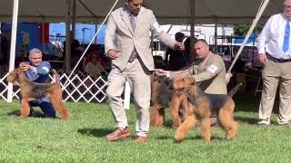 Hatboro 1 kennel club Winners Bitch Class Thursday Macungie Park by Sheila Tay Radcliffe 466 views 1 year ago 4 minutes, 49 seconds