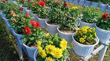 Đã mắt với thược dược mini nhiều màu