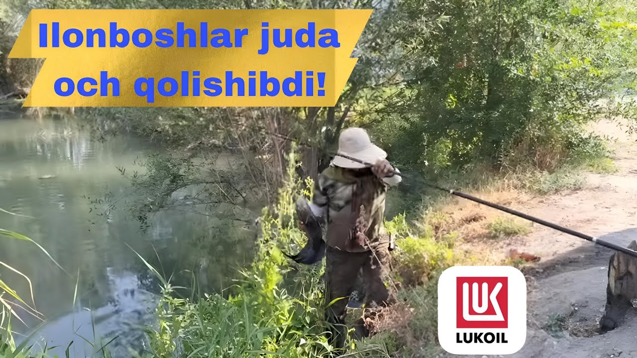 Якшанба кунги дам олиш балик ови