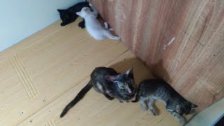 Baby Kittens Prefer to Sleep than Suckle by Top Kitten TV 353 views 2 years ago 6 minutes, 10 seconds