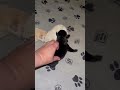 60 Days Labrador Female Puppy| Labrador Cute female| Jaggi k videos|#shorts|#dog