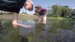 Zebrafish in the wild in India