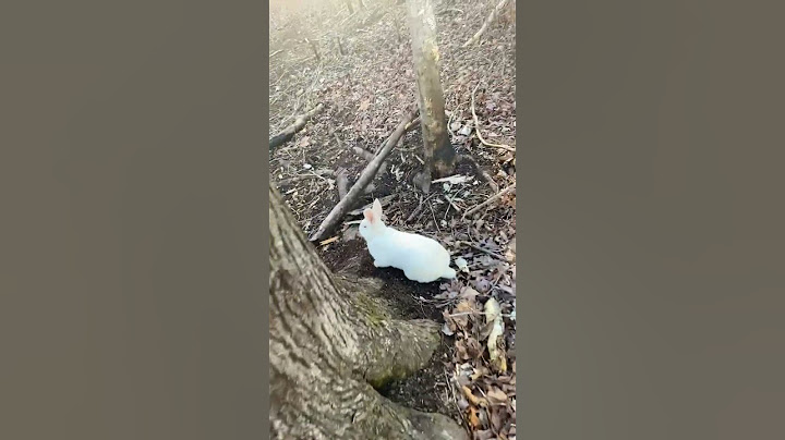 Me encontré con un conejito 🐇 perdido y asustado 💕Richmond VA