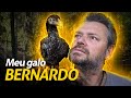 O GALO ÍNDIO GIGANTE CRESCEU! | A CASA DOS BICHOS