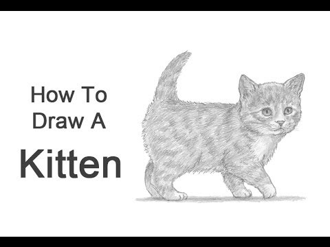 Video: Hoe Teken Je Een Kitten?