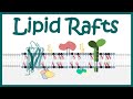 Lipid rafts  function of lipid rafts  how lipid raft modulated cell signaling