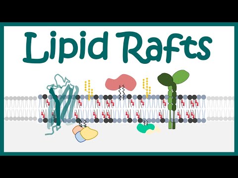 Lipid rafts | Function of Lipid rafts | how Lipid raft modulated cell signaling?
