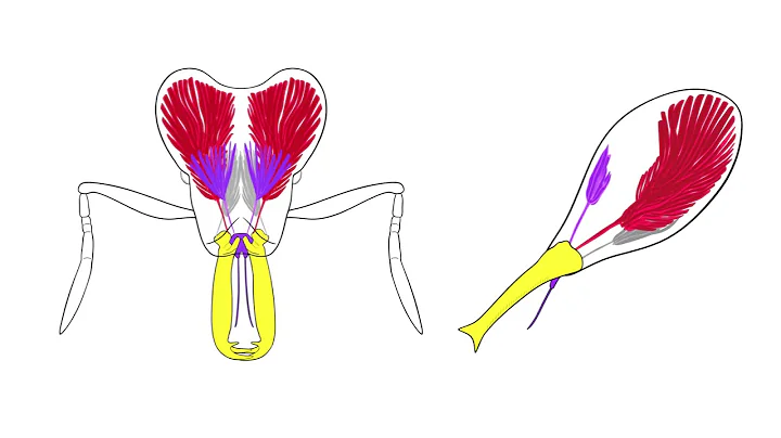 Animation Showing Evolution of Trap-Jaw Mechanism in Trap-Jaw Ants