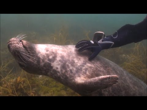 Video: Zijn zeehonden gewoon waterhonden?